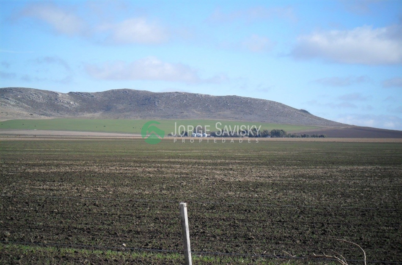 420-hect-reas-tornquist-jorge-savisky